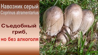 Съедобный но без алкоголя Навозник серый  Coprinus atramentarius [upl. by Sharon]