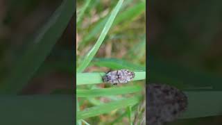 Click Beetle Agrypnus murinus desperately trying to negotiate a grass blade in the wind [upl. by Nakada257]