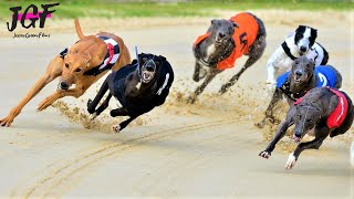 Greyhound racing  These dogs run 75 kmH💥 [upl. by Narej]