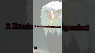 eagle motivation 🎯🎥video shots motivation yt edit viralvideo [upl. by Latrell]