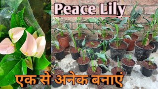 PEACE LILY PROPAGATION  PEACE LILY CARE [upl. by Ap]