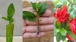 How to grow azalea plant from cuttings  Azalea Propagation [upl. by Adnir]