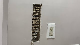 Things of nightmares wasp nest in bedroom wall [upl. by Naerda]