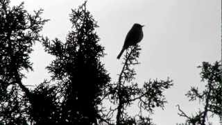 Gray Flycatcher Calling [upl. by Strickler468]