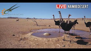 Namibia Live stream in the Namib Desert [upl. by Aroda]