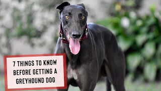 7 Things To Know Before Getting a Greyhound Dog [upl. by Thilda486]