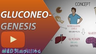 Gluconeogenesis Pathway Made Simple  BIOCHEMISTERY [upl. by Etra]