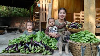 Harvest green vegetables and eggplants to sell at the market  cook with your children [upl. by Esirehs]