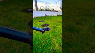 GopherHawk kills moles and gophers without digging or disrupting your garden Easy to use [upl. by Nylessoj]