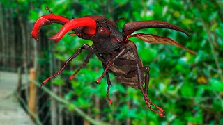 Lucanus Cervus Stag Beetle [upl. by Jamel934]