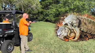 Fighting Red Alpha iguanas take over Gated Community Hired to Remove Them [upl. by Benis]