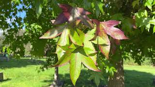 Sweetgum  leaves  September 2024 [upl. by Rifkin]