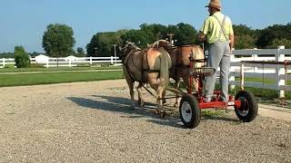 5 yr old Haflinger gelding team driving early August [upl. by Ragde416]