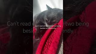 👍 book bookworm booktube booktok cat cats books reading [upl. by Koloski]