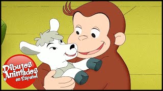 Jorge el Curioso en Español 🐵El Negocio de Jorge y Allie 🐵 Capitulos completos del Mono Jorge [upl. by Marla]