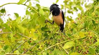 Rosy Starling from Velavadar National Park [upl. by Asylla]