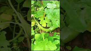 From Field to Kitchen Picking Fresh Ridge Gourd farming shorts vegetables [upl. by Vail]