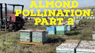 Almond Pollination 2023 Part 2 [upl. by Antonia110]