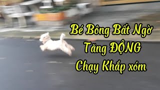 Chú Chó Bông Tăng Động [upl. by Farand]