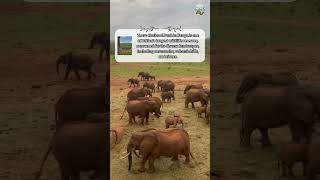 Tsavo National Park Kenya shorts travel destination tsavo [upl. by Gaylord]