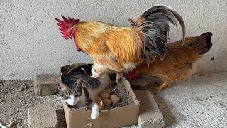 Funny cat insists on hatching eggs for the hen The rooster cant drive the cat awayHen is helpless [upl. by Kragh]