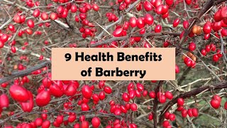 9 Health Benefits of Barberry [upl. by Simpson]