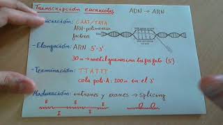 Transcripción del ADN en eucariotas [upl. by Danila436]