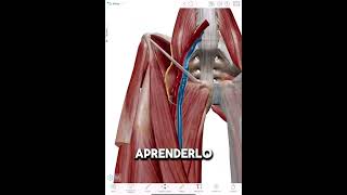 Triángulo de SCARPA en un MINUTO anatomy anatomia tutorial píldorasanatómicas [upl. by Ocnarf]