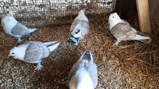 Fancy Pigeons Classic Old Frills Satinettes [upl. by Joh576]