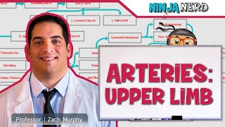 Circulatory System  Arteries of the Upper Limb  Flow Chart [upl. by Airolg332]