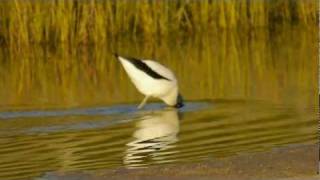 Rednecked Avocet Recurvirostra novaehollandiae  Rotkopfsäbelschnäbler 1 [upl. by Eugilegna491]