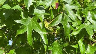 Sweetgum  leaves  September 2024 [upl. by Wang]