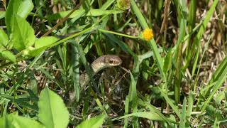 Everglades Racer Coluber constrictor paludicola [upl. by Haydon]