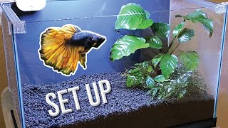 How I Set Up a Planted Betta Tank Detailed Version [upl. by Reggy]