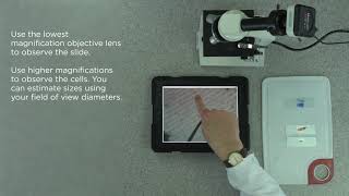 Edexcel Core Practical 91 GCSE B16 Using Microscopes Looking at onion plant cells [upl. by Arnst603]