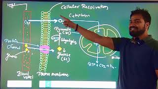 Cellular Respiration easy way [upl. by Ttehc]