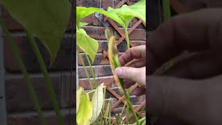 Pinellia pedatisect hanging basket coming to the usual season ending Time to dig em out [upl. by Tompkins]