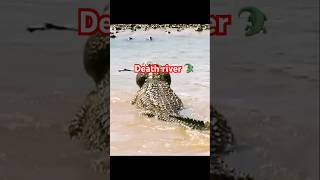 Gazelle crossing river full of croc 🐊 youtubeshorts shorts shortvideo trending [upl. by Nylevol]