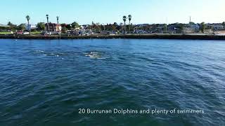 Burrunan Dolphins at Williamstown Beach Melbourne Victoria Australia [upl. by Torbert]