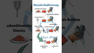 Klassische Konditionierung 🐶 hiddenmind psychologie lernen [upl. by Jacquet]