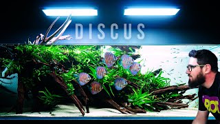 Wonderful Planted Aquarium With Discus Fish And Lots Of Green [upl. by Ingrim]