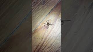 Huge Brown Recluse Spider [upl. by Roydd846]