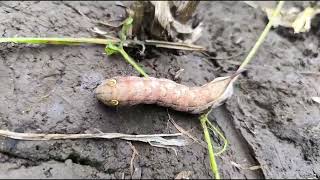 The Hawk moth  Kukadnakhi Jitendra Pawar  Amit Rana 🌱 [upl. by Arondel958]