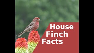 Facts about the House Finch [upl. by Yecnay]