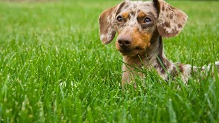 Understanding Dachshund Behavior and Temperament Traits [upl. by Oigaib524]