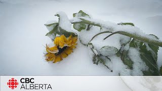 Northern Alberta blanketed with first snowfall of the season [upl. by Erej669]