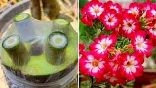 Best Grafting Technique On Desert Rose Plant  Easiest Method To Graft Adenium [upl. by Assirual]