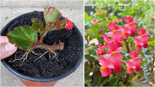 Begonias bloom continuously when using this water bottle for propagation [upl. by Awad]