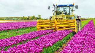 How 2 Billion Tulip Bulbs Are Produced and Harvested  Tulips Cultivation Technique in Green House [upl. by Verger]