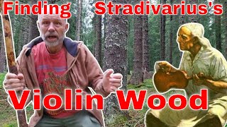 Finding Stradivarius Wood 🪓 🪵 I go to Italy to the forest where Stradivarius got his tonewoods [upl. by Mount]